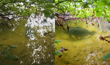 Lade das Bild in den Galerie-Viewer, Fortis Eyewear